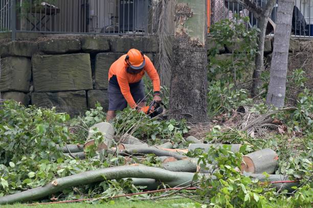 Lightstreet, PA Tree Service Company